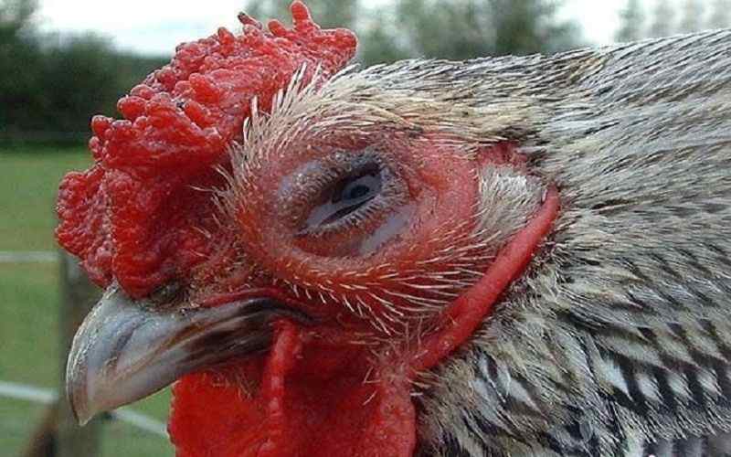 Một chú gà bị thương mắt vô cùng nghiêm trọng