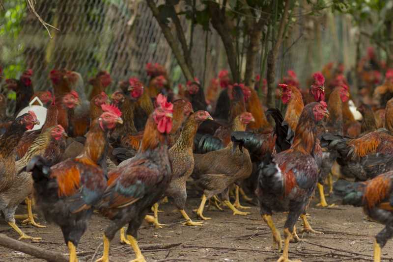Đảm bảo mật độ nuôi gà phù hợp với diện tích chuồng nuôi