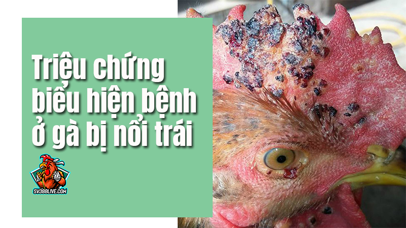 Triệu chứng biểu hiện bệnh ở gà bị nổi trái