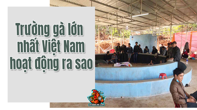 Trường gà lớn nhất Việt Nam hoạt động ra sao