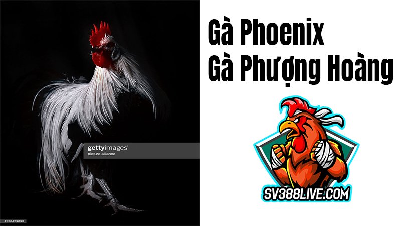 Hình ảnh gà Phoenix (phượng hoàng) đẹp nhất 2021